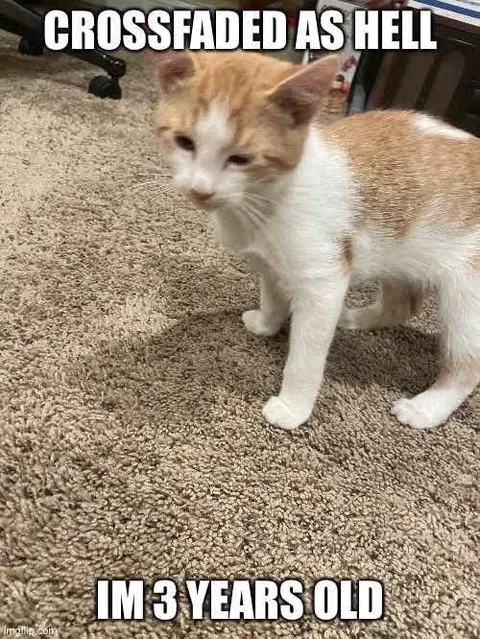 Crossfaded Three-Year-Old Cat