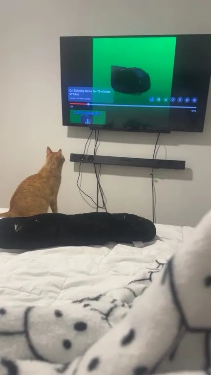 Кот смотрит на крутящегося кота