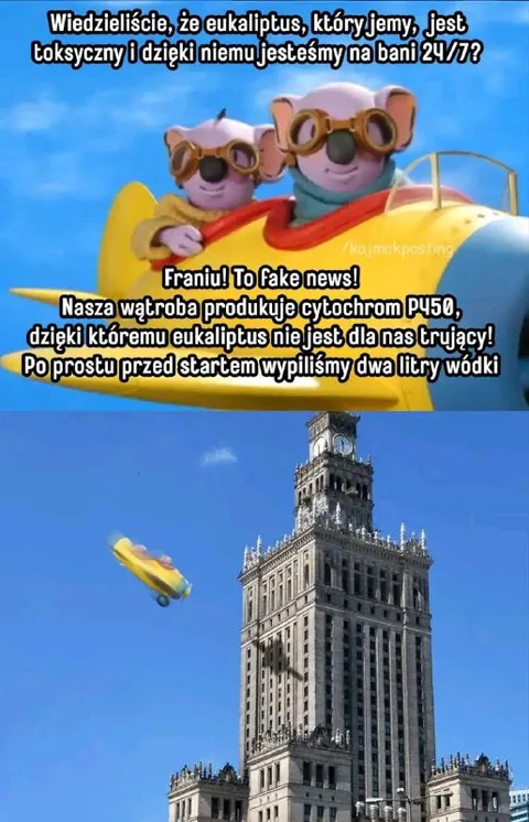 Koale pijane przed startem