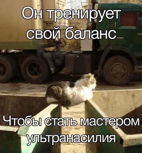 Кот тренирует баланс