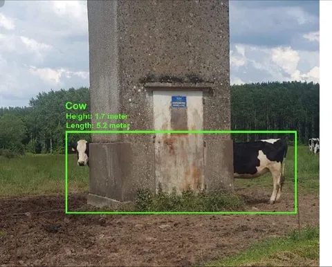 Cow Hidden Behind Concrete Tower