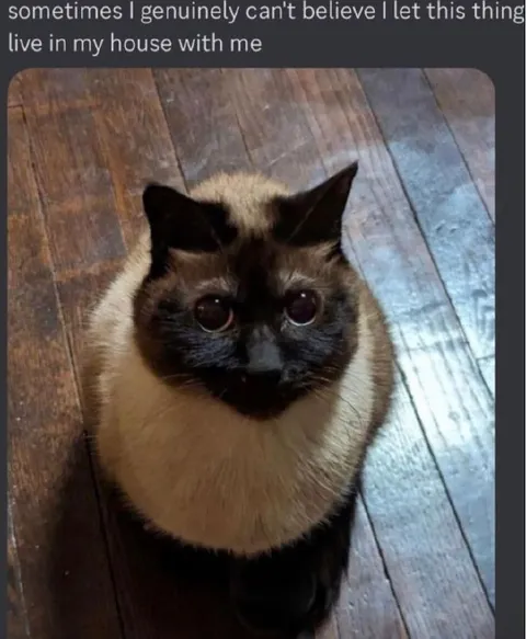 Regretting Letting the Cat In