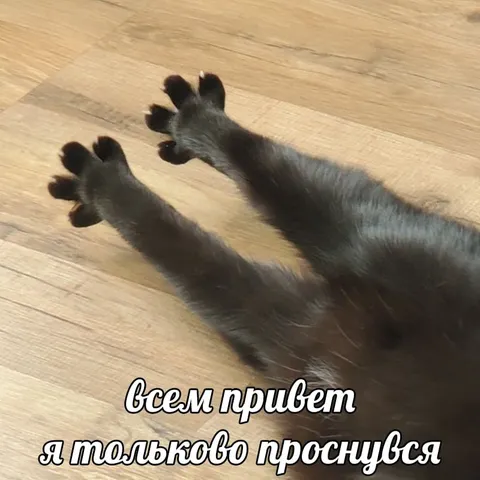 Кот только проснулся