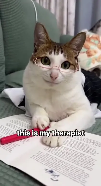 This Is My Therapist Cat