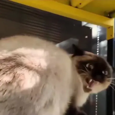Сиамский кот танцует лапками