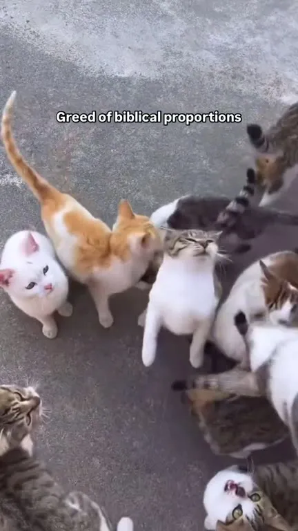 Cats Fighting Over Corn
