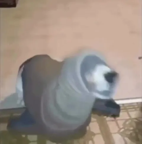Тюлень вертит головой