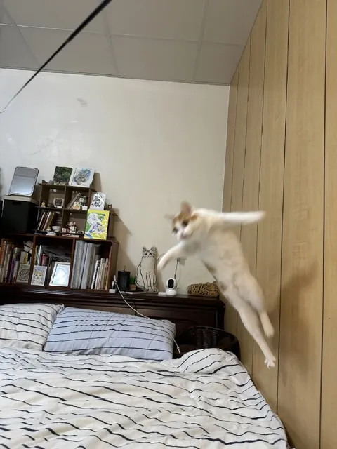 Кот летит на кровать