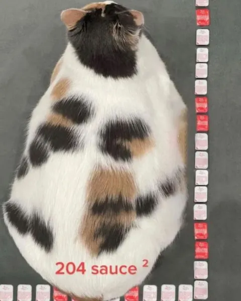204 Sauce Cat