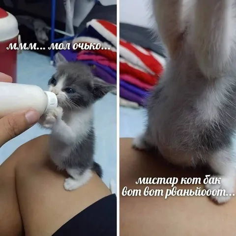 Котёнок пьёт молоко