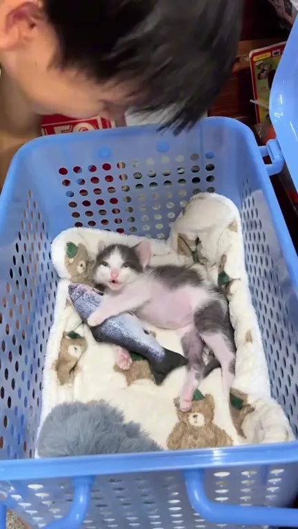 Котёнок обнимает игрушечную рыбу