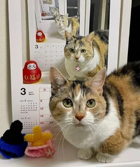 Кошка и отражения в календаре