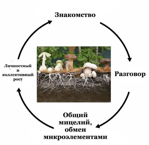 Грибной круговорот общения