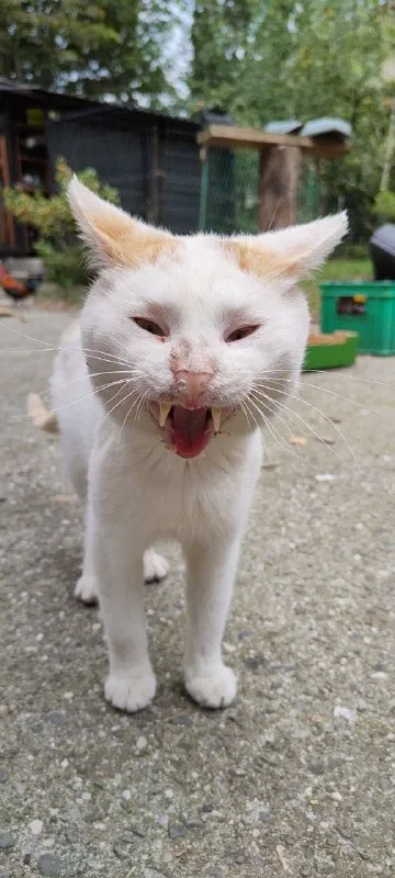 Очень злой белый кот