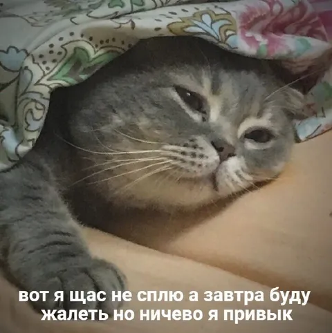 Кот снова не спит