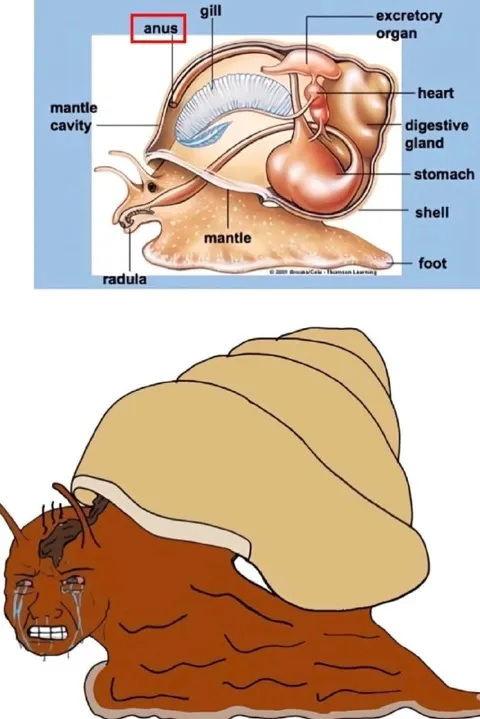 Snail Anatomy Is Too Much