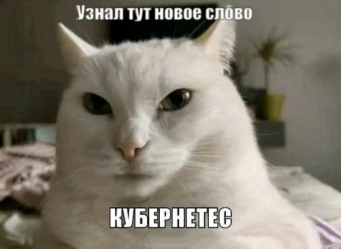 Кот узнал новое слово кубернетес
