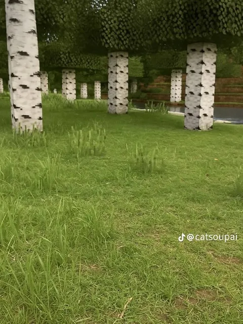 Берёзовый лес как колоннада
