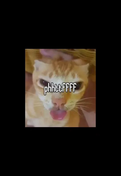Кот издаёт смешной звук