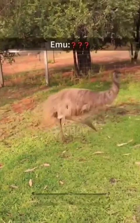 Emu Loses Control