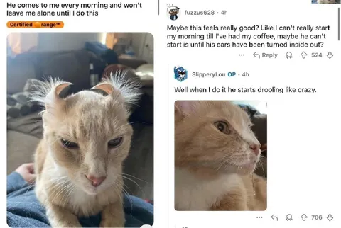 Cat Needs Ears Turned Inside Out