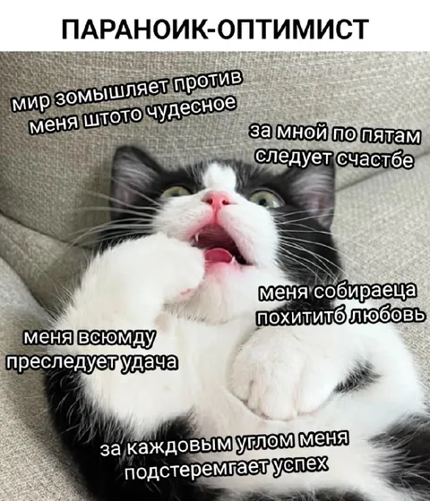Параноик-оптимист кот