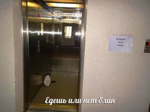 Кот в лифте, едешь или нет