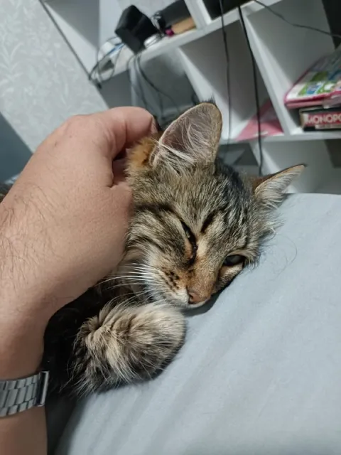 Уставший кот на руках