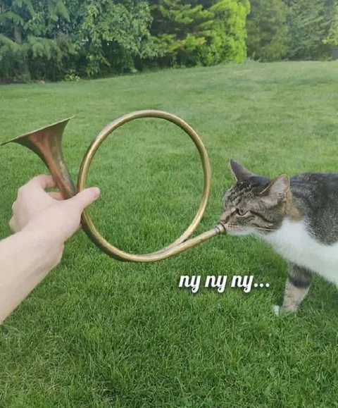 Кот играет на валторне