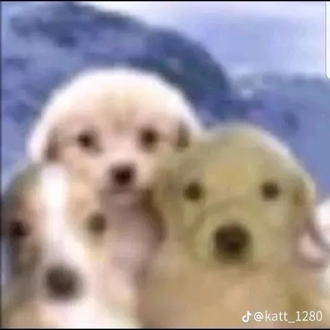 Две собаки обнимаются