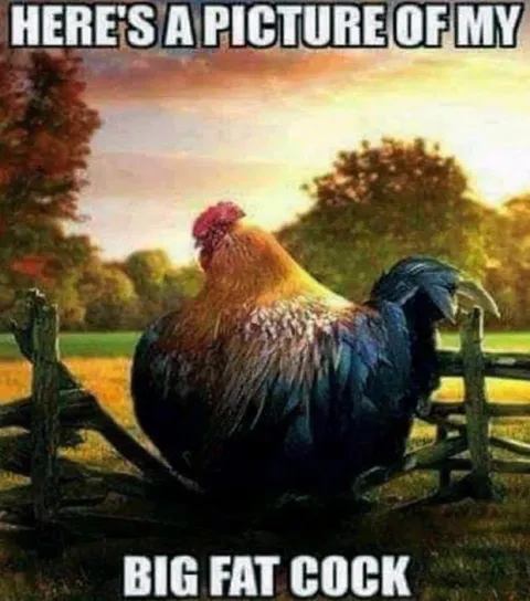 Big Fat Cock Picture