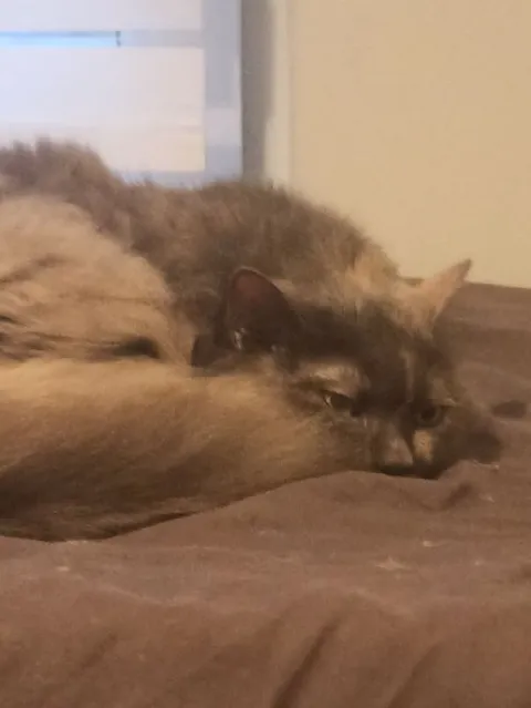 Кот лежит без сил