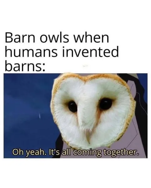 Barn Owls Discover Barns