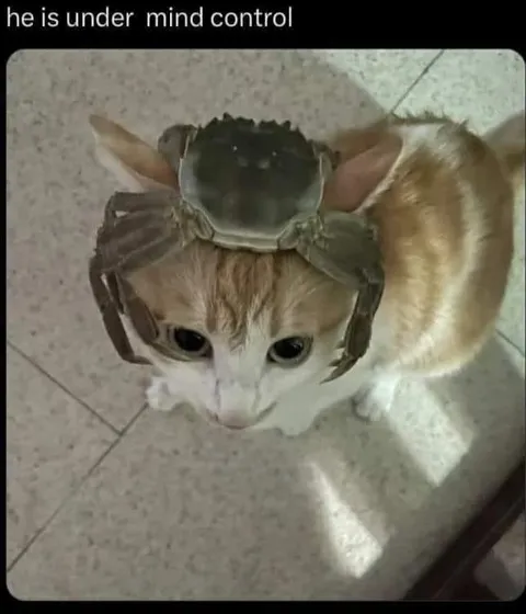 Cat Under Mind Control