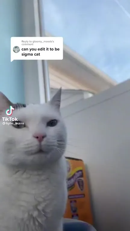 Sigma Cat Edit Request