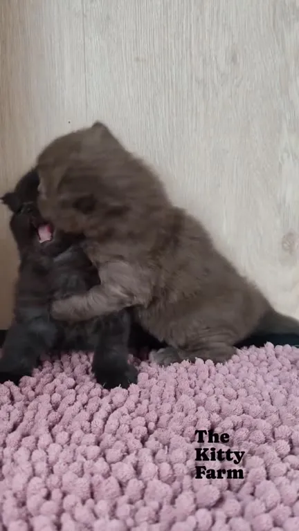 Котята выясняют отношения