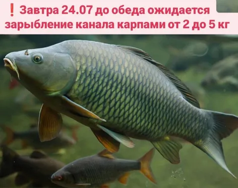 Зарыбление канала карпами