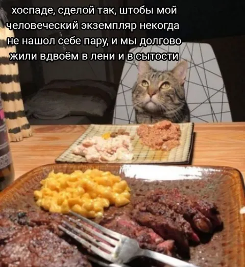 Кот и его человеческий экземпляр