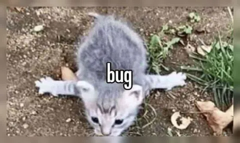 Kitten Bug