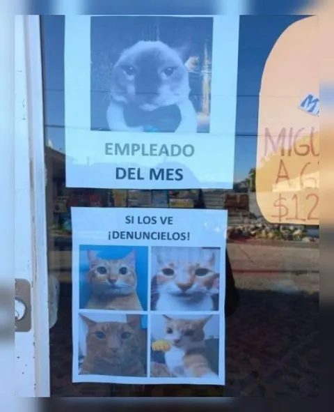 Empleado del mes gatuno