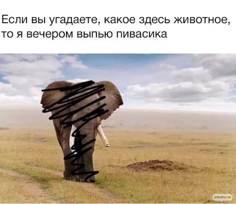 Угадайте, какое здесь животное
