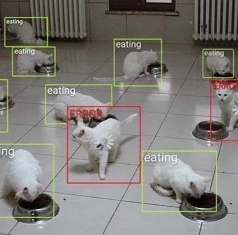 Cat Detection Error