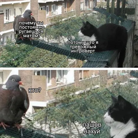 Тревожный интроверт ругается матом