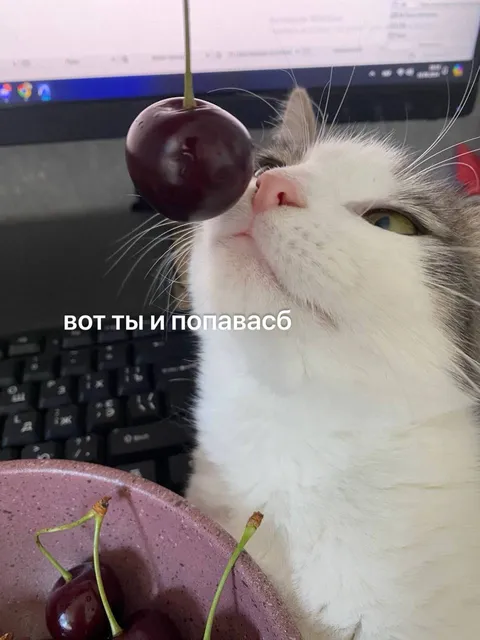 Кот и вишня