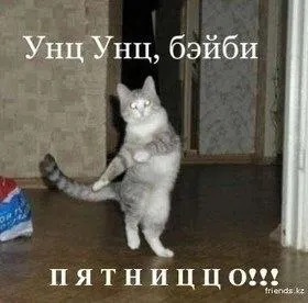 Танцующий кот ждёт пятницу