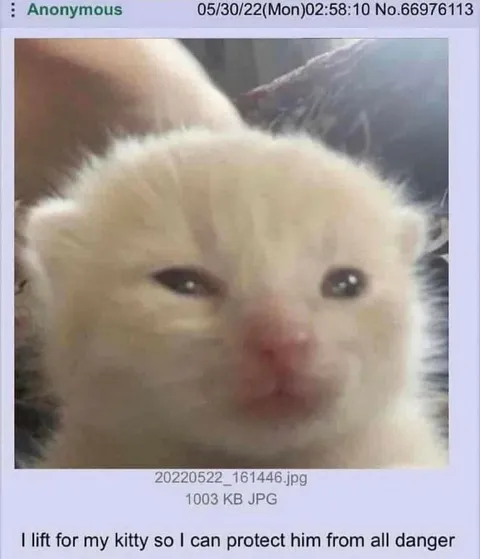 Protect My Kitty From Danger