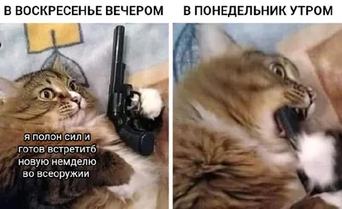 Кот готов к новой неделе