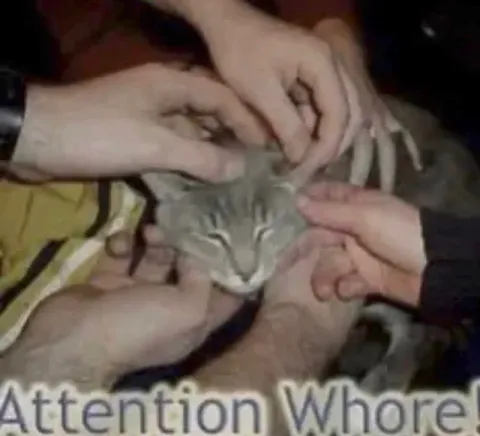 Attention Whore Cat