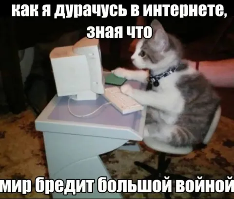 Кот дурачится в интернете