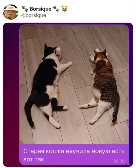 Старая кошка учит новую есть